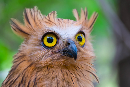 The Owlの写真素材