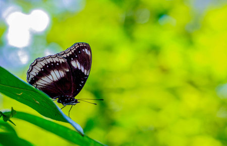 butterfly and flower in spring