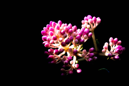 Flower in black background.の写真素材