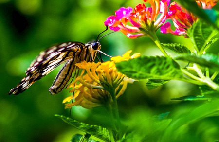 butterfly and flower in springの写真素材