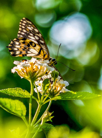 butterfly and flower in springの写真素材