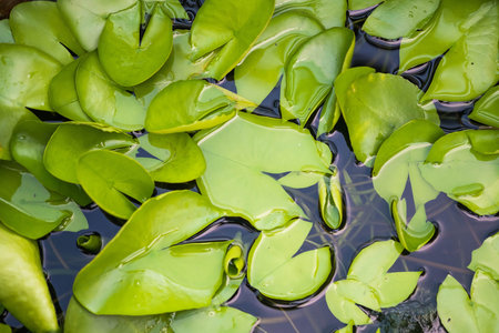 lotus leavesの写真素材