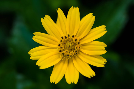 Flower black backgroundの写真素材