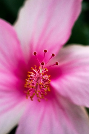 Flower black backgroundの写真素材