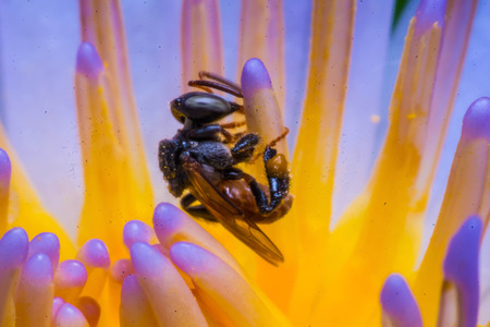 bumblebee bee on the flower sobirat honeyの写真素材