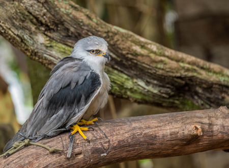 grey hawkの写真素材