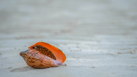 Shells on the sandの写真素材