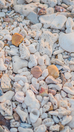 natural texture with many small corals broken into piecesの写真素材