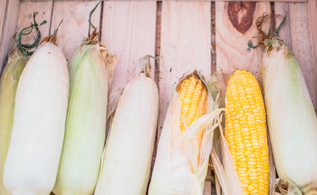 Fresh sweet cornの写真素材