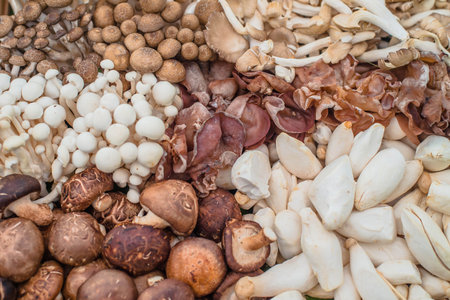 assortment of mushroomsの写真素材