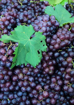 red grapes backgroundの写真素材