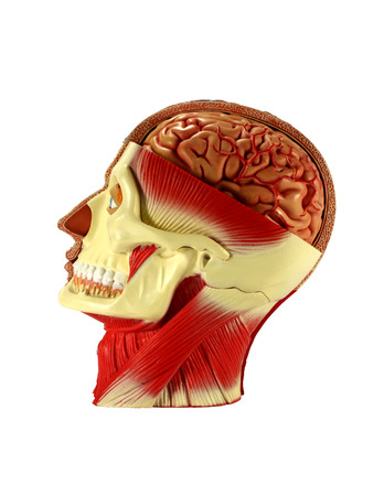 Head human anatomy on white background