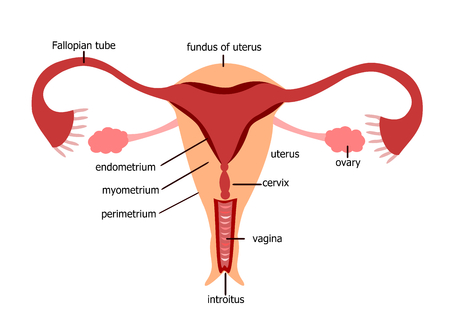 Female reproductive systemのイラスト素材