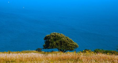 Tree in a field against seaの写真素材