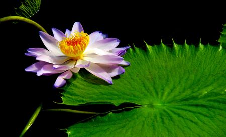 waterlily - Nymphaea carpentariae violacea の写真素材