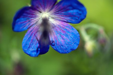 Alpine flower macroの写真素材