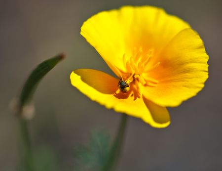 Californian poppyの写真素材