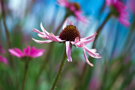 Tennessee purple coneflowerの写真素材