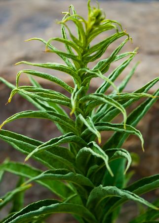 Lobelia bridgesiiの写真素材