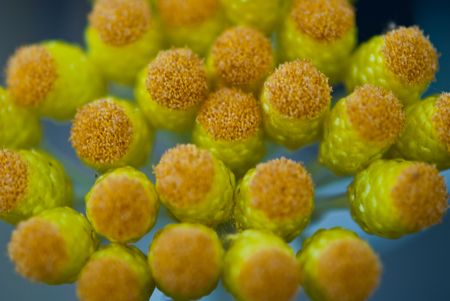 Compositae helichrysum orientaleの写真素材