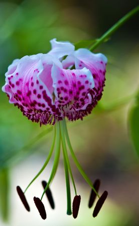 Oriental lily - Lillium speciosumの写真素材