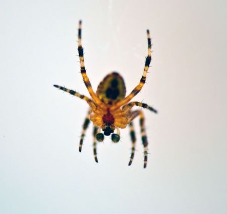 Macro of a spiderの写真素材