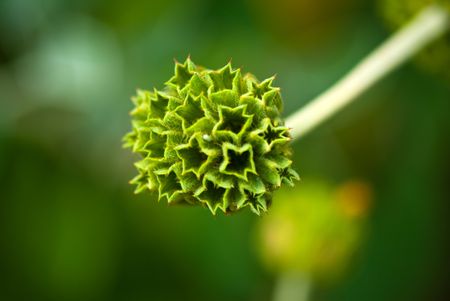 Plant macroの写真素材