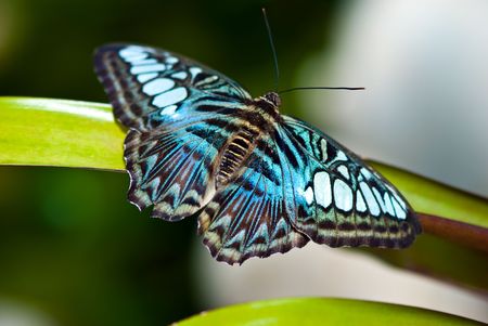 Butterflyの写真素材