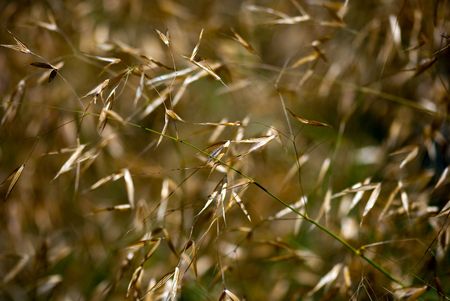 dry grassの写真素材