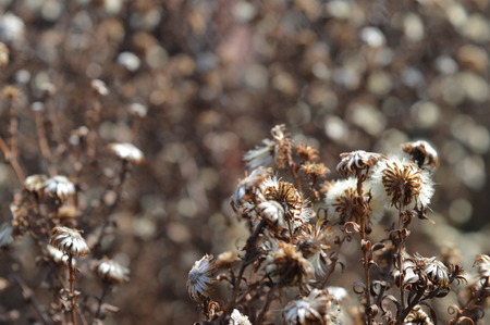 white flowersの写真素材