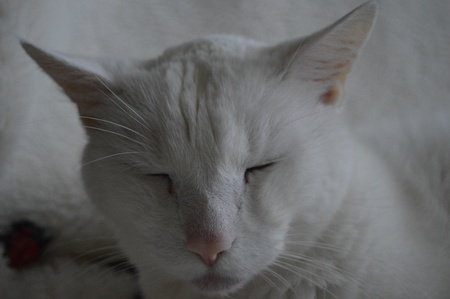 white catの写真素材