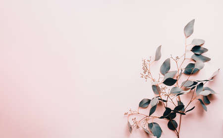 Pastel background and eucalyptus leaves, minimal clean photo for backgrounds, posters and cards. Copy space, flat layの写真素材
