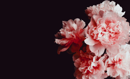 Beautiful peony flowers on black background, closeup. Space for textの写真素材
