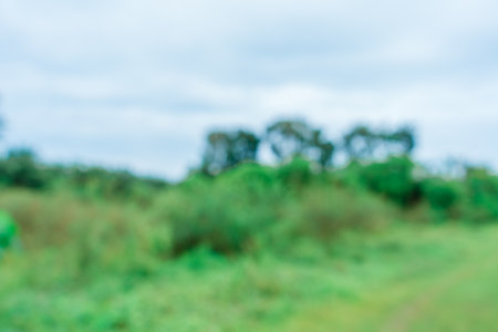 An out of focus trees with scenic view, taken in the mid day, blurred out abstract backgroundの写真素材