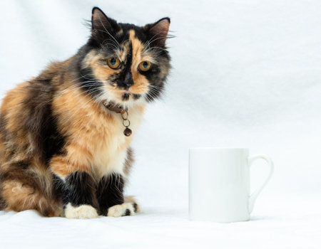 A coffee mug image with a cat doing a pose beside it on a white background, coffee mug mockup imageの写真素材