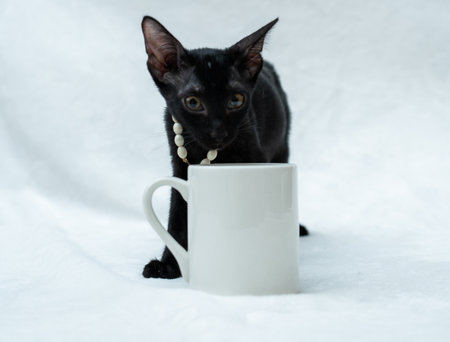 A white blank mug image with a black kitten behind it on the white background, coffee mug mockup imageの写真素材