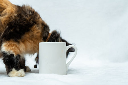 A coffee mug image with a cat hiding it face behind it on a white background, coffee mug mockup imageの写真素材