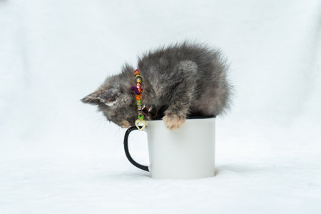 Enamel mug with a small gray kitten looking around while the kitten itself inside the mugの写真素材