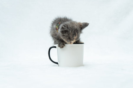 Enamel mug with a small gray kitten looking inside the mug while the kitten itself inside it, enamel mug mockup imageの写真素材