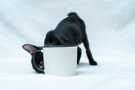 Get ready for an entertaining show as this small black kitten engages in playful antics around a white blank mug, white blank mug mockup imageの写真素材