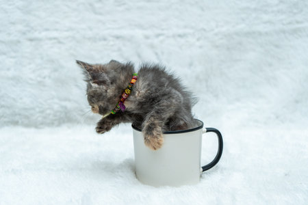Get ready to be charmed by this small kitten's playful energy and spirit while partially inside a white blank mug, white blank mug mockup imageの写真素材