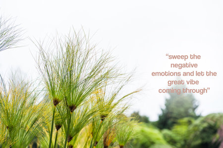 Motivational phrase - Sweep the negative emotion and let the great vibes coming through. With some papyrus plant on the left side and out of focus nature backgroundの写真素材
