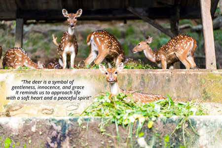 inspirational quote about - The important thing is not to stop questioning. Curiosity has its own reason for existing. With a group of deers in a cageの写真素材
