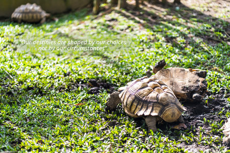 Motivational quote about - Our destinies are shaped by our choices, not by our circumstances. Featuring two turtle with one of it struggling to get upの写真素材