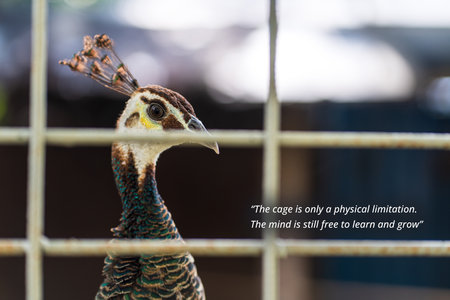 inspirational quote about - The cage is only a physical limitation. The mind is still free to learn and grow. with a bird facing to the sideの写真素材