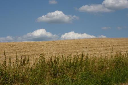 Summer fields and cloudsの写真素材