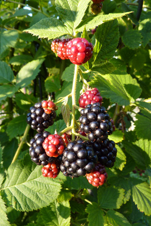 Summer detail of mature blackberriesの写真素材