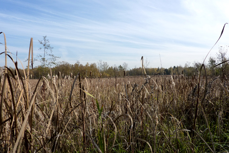 Autumn meadow, high dry grass, light cloudinessの写真素材