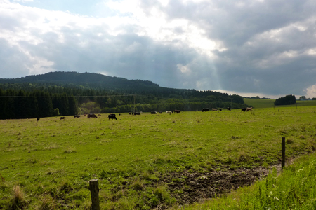 Grazing in the sunshine, before the rainの写真素材