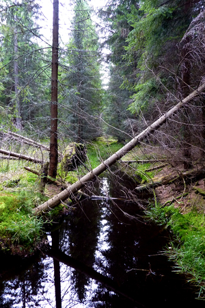 Peat forest, forest, grabbed treesの写真素材